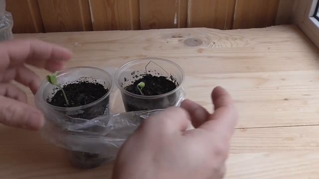 Выращивание альбиции  из семян/ часть 2/первые ростки