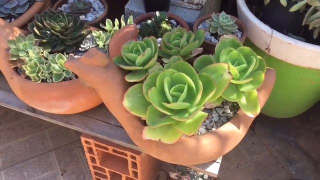 #DUELO TOP 10 #SUCULENTAS DE CRESCIMENTO RÁPIDO