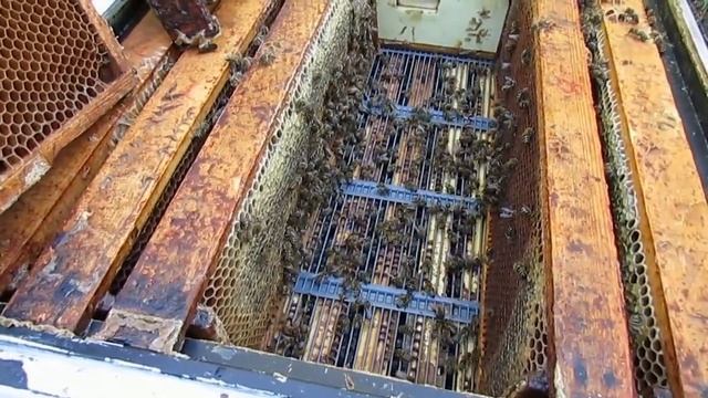 тестирую новую проволочную разделительную решетку от производителя BienenHaus - результат теста