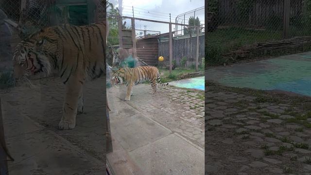 Амурский тигр) Мурр^^