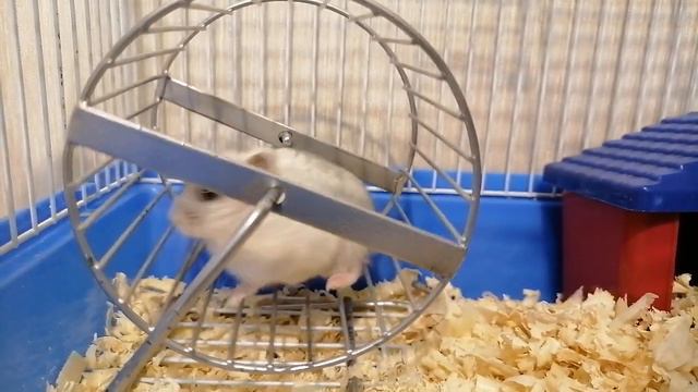 Хомяк в колесе