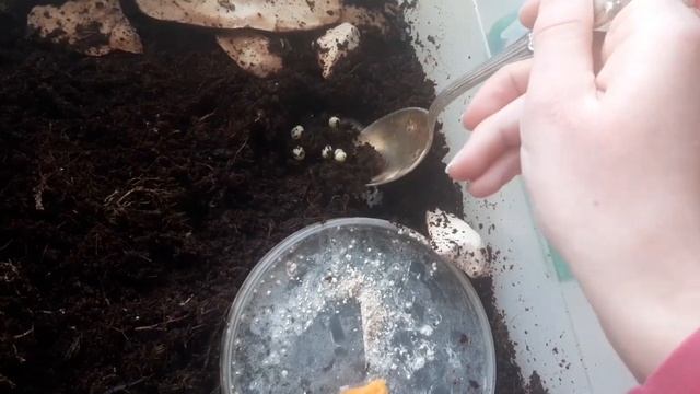 первая кладка