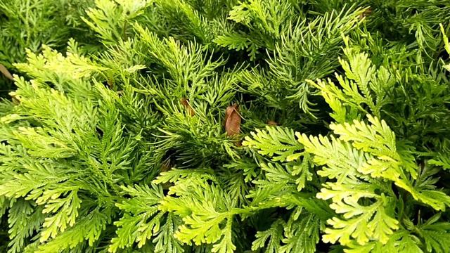 3505aaf96355fd8a0fa73026bc78e120