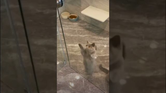 Для поднятия  настроение! #funnyanimals #tik Tok#funnycats #funnyvideo #kucinglucu #shorts
