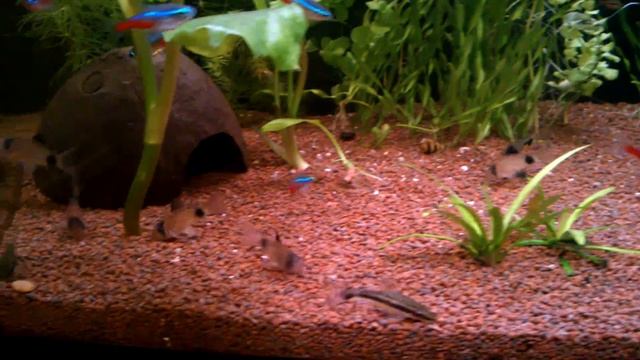 мой аквариум 50 л