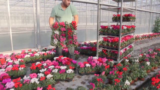 Cyclamen: ‘Kweker In Beeld’ – Bejafleur, Huissen