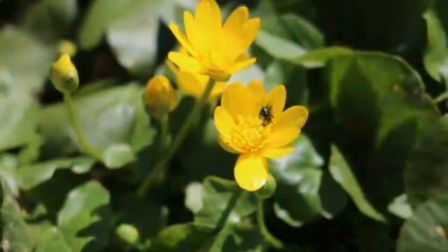 03.05.2017 ?природа просыпается?