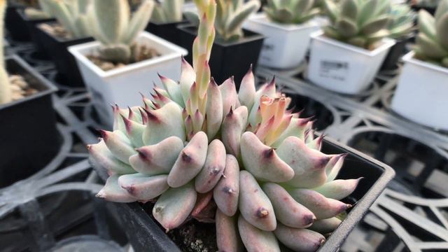 Echeveria Cuspidata Var. Gemmula 多肉植物圖鑑 紅爪玫瑰