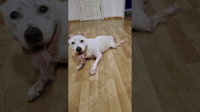 охрана  дома! #amstaff #dog #амстаффберта #собака