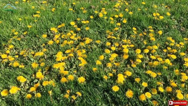 4dac687726ee2658740678cad97e907e