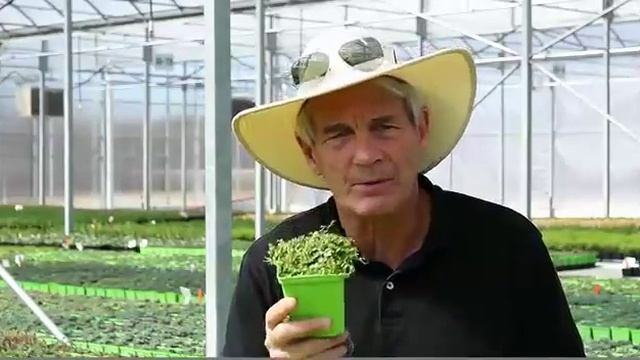 Isotoma Fluviatilis - Blue Star Creeper
