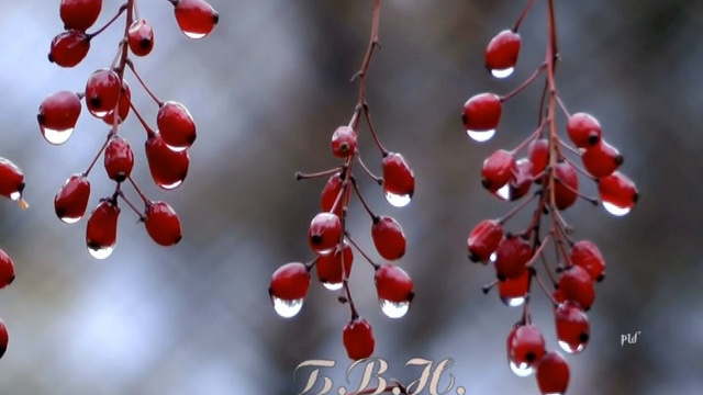 Chris Spheeris. Eros, Rain