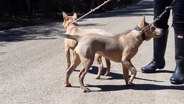 Thai Ridgebacks For Sale - North America 226-751-3647