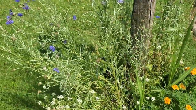 Casual Garden Update With David