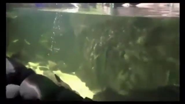 УТКОНОС - НЕОБЫЧНЫЙ АВСТРАЛИЕЦ