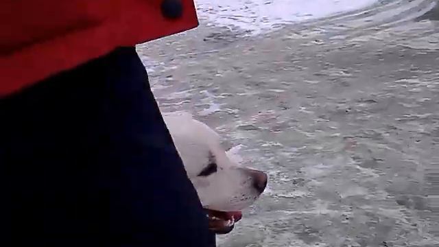 Дрессировка собак.ЛАБРАДОР ЗЕВС ,КОМАНДА РЯДОМ ПО УЛИЦЕ.