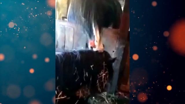 Эту Лошадь пытались УСЫПИТЬ. Но то что произошло дальше не укладывается в голове!