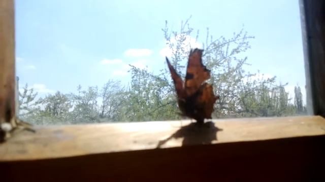 бабочка в окне