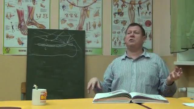 Анатомия для массажистов. Занятие 1. Лимфосистема.