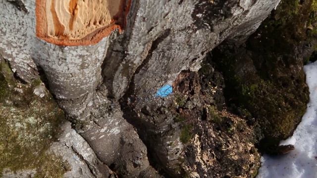 Изсичане на вековни дървета в Природен парк Витоша !!!