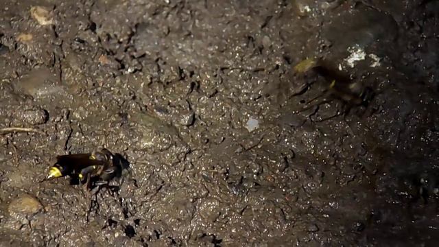 Пелопей (Sceliphron Deforme)