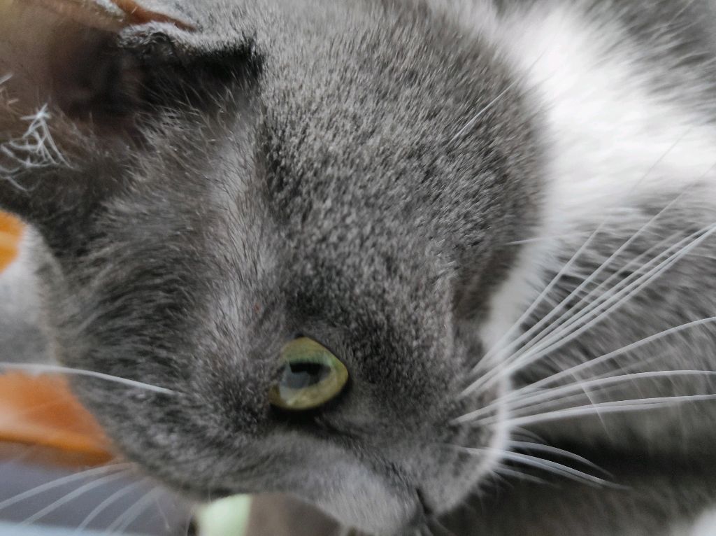 трансляция