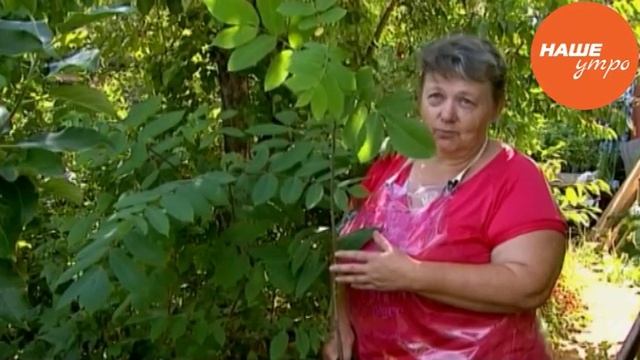 Маньчжурский орех