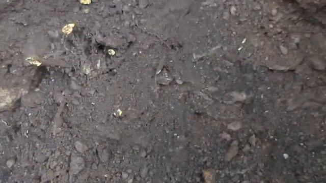 Шурф в городе ! С Vanquish 540 . Находки есть !