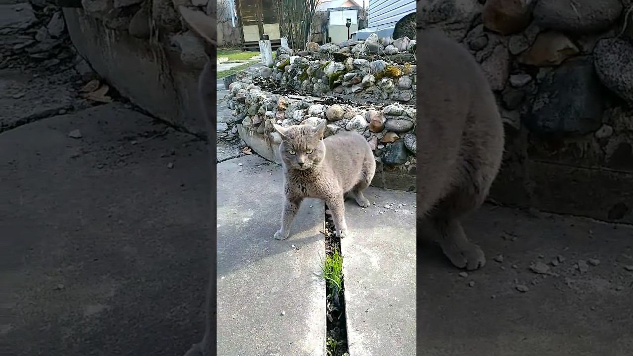 Сбой в матрице или два одинаковых кота #кошка #cat #gato #Katze #chat #kedi #猫 #貓 #straycats