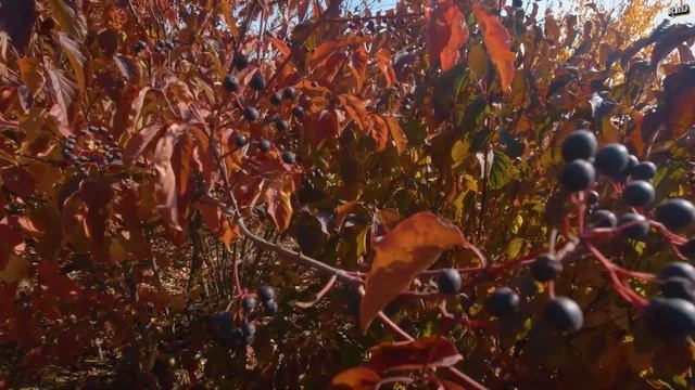 ВОЛОШИНСКИЙ ПРУД РОСТОВСКАЯ ОБЛАСТЬ