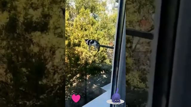 Отдыхаю нынче я на сушилке для белья