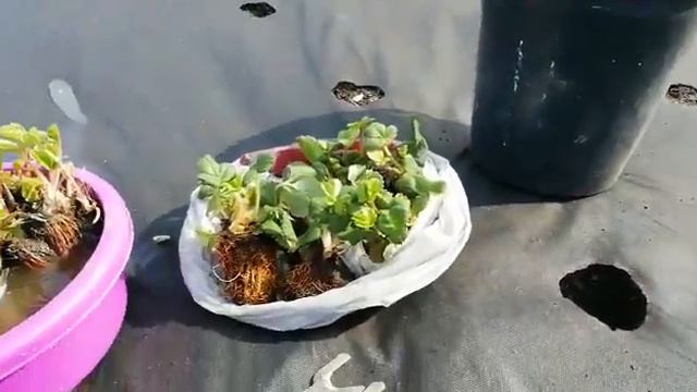 Посадка саженцев клубники фриго из Европы.