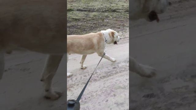 Ходили на прогулку НЮХАТЬ ЗАПАХИ. Цветер рапс. Так пахнет!