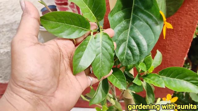 गोल्डन गंधराज फ्लॉवर प्लांट कि देखभाल  और आसान तरीके से प्लांटिंग Gardenia Tubifera Plant Care .