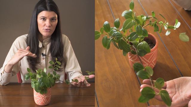 Peperomia Orba Houseplant Care — 267 Of 365