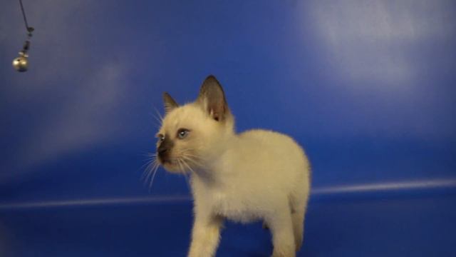Тайский мальчик N33 Klifford Gamlet, 1,5 месяца, окрас сил-пойнт
