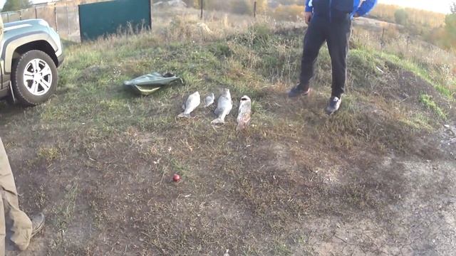Охота на хищника на пруду Головищи
