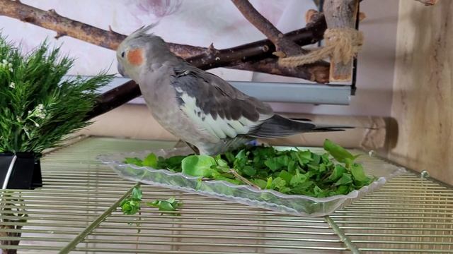 Для попугаев начинается сезон свежей зелени