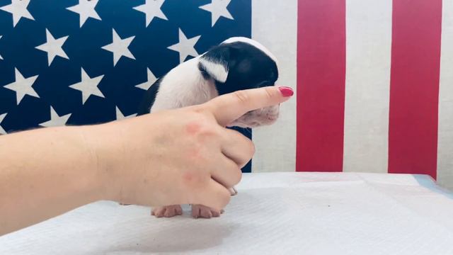 Boston Terrier Puppy