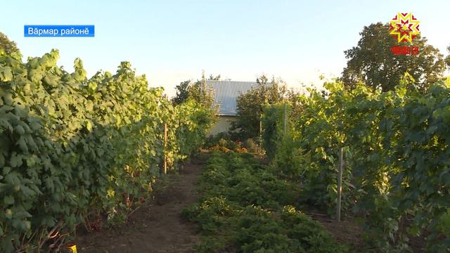 Тĕлĕнтермĕш сад-пахчаçă