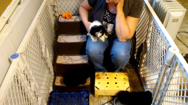 Petunia's Tea Time - 7 Weeks Old