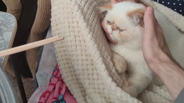 НЕСЕМ ВЕНЮ В ВЕТЕРИНАРКУ ДЕЛАТЬ УКОЛ