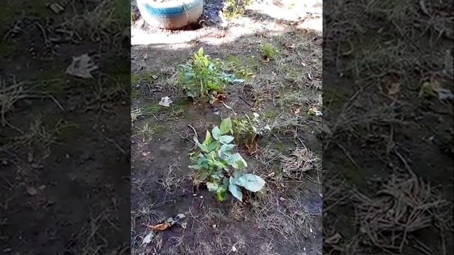 😍 девушкам ❤️ детям ❤️ ЗОЖникам 😜 масло Ореха энергия Природы ❤️ любви ❤️ успеха ❤️ ЭКО ❤️ ЗОЖ 😍 ПП