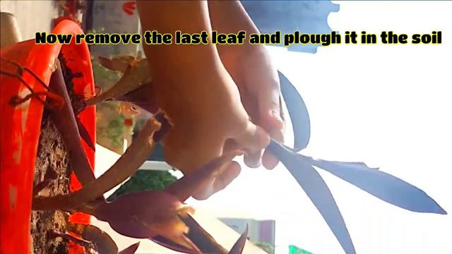 How To Grow Purple Heart Plant By Stem Cutting|| Grow Easily|| Propagation/ Hanging Basket