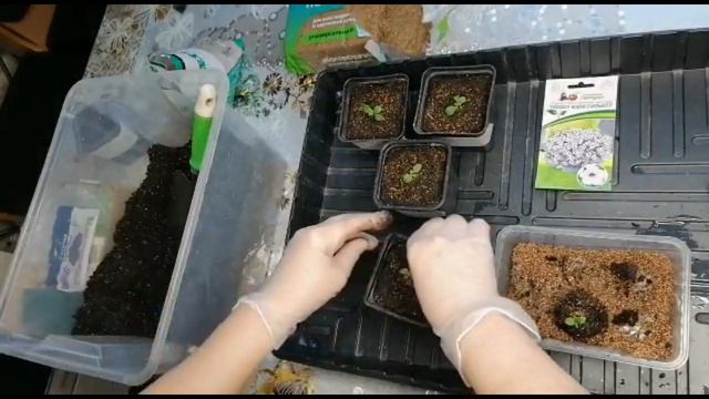 ПЕТУНИИ. ПЕРЕСАДКА И ПОДКОРМКА ПЕТУНИИ.