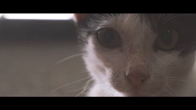 93dbc134a31bc1a0370aa400f0c9af4d