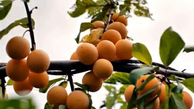 НОСТАЛЬГИЯ ПО КИРГИЗИИ............