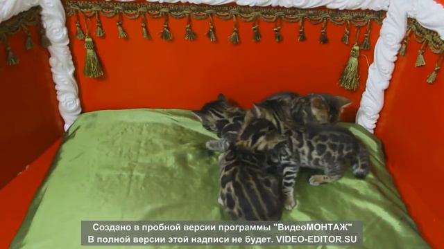 бенгальские котята 74
