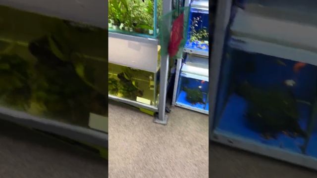 Анцыструс L 144 Сноу вайт и супер ред
