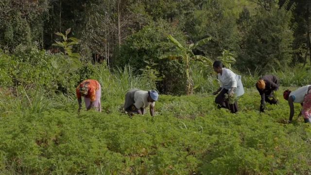 Где Дотерра берет сырье для эфирного масла | doTERRA работает с частными Фермерами по всему миру